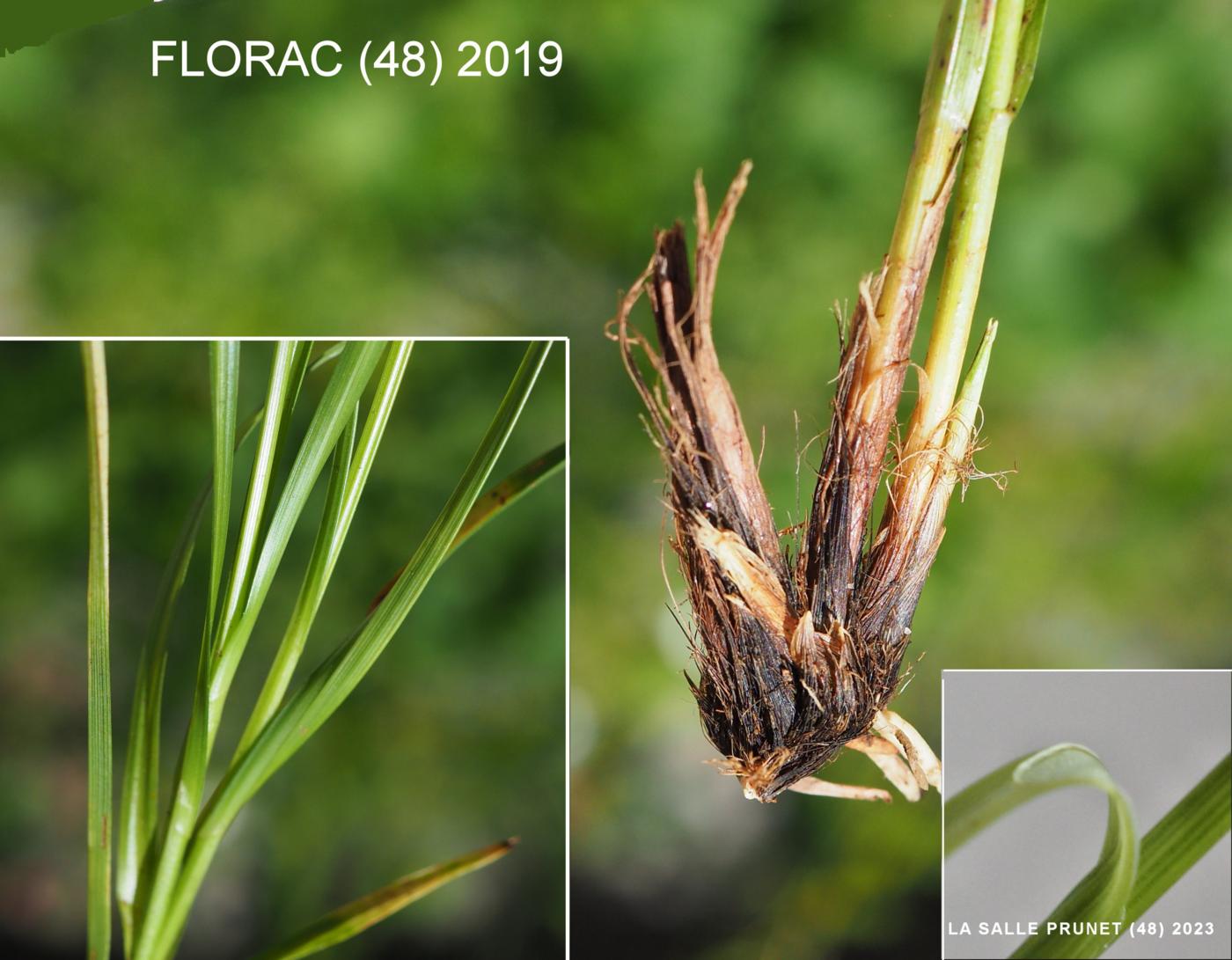 Sedge, Grey leaf